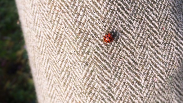ladybird and tweet trousers